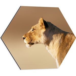 Dibond Hexagon - Zijprofiel van Mooie Leeuwin - 50x43.5 cm Foto op Hexagon (Met Ophangsysteem)