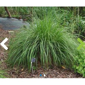 6 x Pennisetum alopecuroides 'Japonicum' - LAMPENPOETSERSGRAS , BORSTELVEERGRAS - pot 9 x 9 cm
