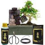 vdvelde.com - Bonsai Boompje - Boeddha Waterval Set - Bonsai Starters Kit - 10 jaar oud - Hoogte 30-35 cm