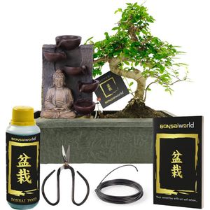 vdvelde.com - Bonsai Boompje - Boeddha Waterval Set - Bonsai Starters Kit - 10 jaar oud - Hoogte 30-35 cm