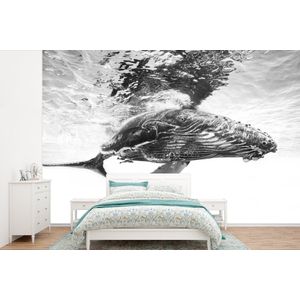 Walvis - Water - Dieren - Zwart wit