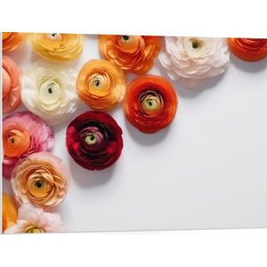 PVC Schuimplaat- Mix van Rode en Oranje Bloemen op Witte Achtergrond - 100x75 cm Foto op PVC Schuimplaat