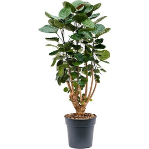 Aralia Polyscias Fabian Vertakt 80cm