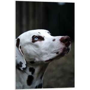 WallClassics - PVC Schuimplaat - Omhoogkijkende Dalmatiër met Felle Ogen - 60x90 cm Foto op PVC Schuimplaat (Met Ophangsysteem)
