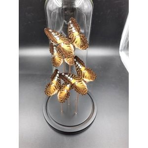 Opgezette Vlinders in Stolp - Vlinder In Glazen Stolp - Vlinderstolp Glas - Bruin - 30 cm