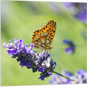 Vlag - Gele Vlinder op Lavendelbloem in Italië - 80x80 cm Foto op Polyester Vlag