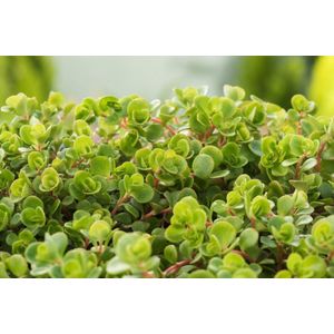 Plants Online - Tuinplanten - Vaste planten - Set van 3 - Sedum makinoi - 1 liter pot - Plant