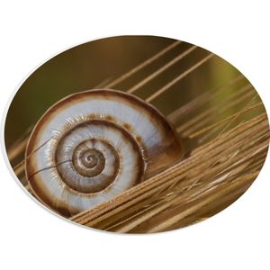 PVC Schuimplaat Ovaal - Wit met Bruin Slakkenhuis op Droge Grassen - 28x21 cm Foto op Ovaal (Met Ophangsysteem)