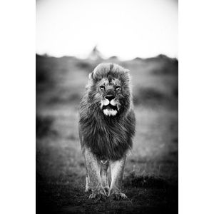 A Lions portrait II – 80cm x 120cm - Fotokunst op PlexiglasⓇ incl. certificaat & garantie.