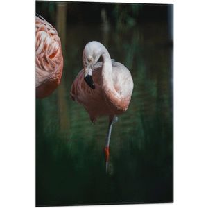 Vlag - Flamingo op Eén Poot in Groenkleurig Water - 50x75 cm Foto op Polyester Vlag
