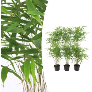 Tuinplantenshop.com | Bamboe - Fargesia Rufa | 6 stuks - Ø13cm - 25cm hoog - Tuinplant