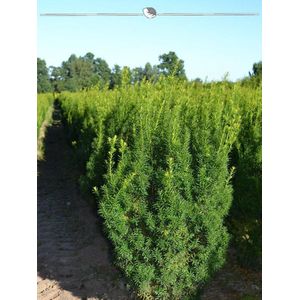 Venijnboom Taxus media Hicksii 80-100 cm, 7x Haagplant