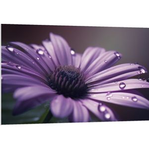 PVC Schuimplaat - Paarse Margriet met Waterdruppels erop - Bloemen - 120x80 cm Foto op PVC Schuimplaat (Met Ophangsysteem)