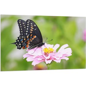 Vlag - Zwart met Oranje Papilio Vlinder op Lichtroze Bloem - 120x80 cm Foto op Polyester Vlag