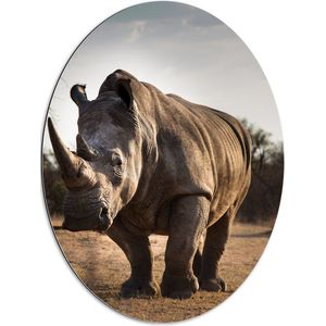 WallClassics - Dibond Ovaal - Neushoorn met Grote Hoorn - 60x80 cm Foto op Ovaal (Met Ophangsysteem)