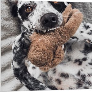 PVC Schuimplaat- Dalmatiër Hond Spelend met Bruine Knuffel - 80x80 cm Foto op PVC Schuimplaat