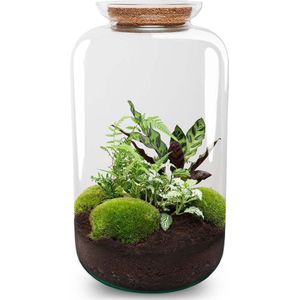 Planten terrarium - DIY - Botanical Sven XL - Ecosysteem plant - ↑ 43 cm