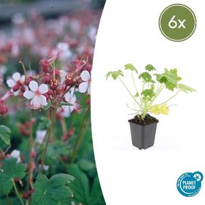 6 Stuks Ooievaarsbek macrorrhizum Spessart, Tuinplanten, Zachtroze tot Wit ,Sterke Bodembedekker, Tuinplanten, Geranium macrorrhizum Spessart - 10-25cm - Ø9cm