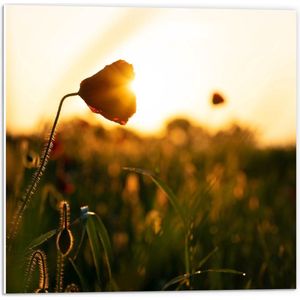 Forex - Klaproos met Zonsondergang - 50x50cm Foto op Forex