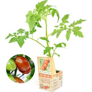 Geënte Snoeptomaat - 3 geënte tomatenplanten