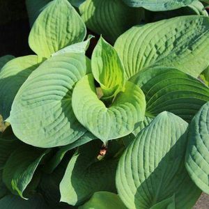 6x Hosta sieboldiana ‘Elegans’ - Hartlelie - Pot 9x9 cm