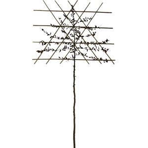 Leihaagbeuk - Carpinus Betulus | 150 cm stamhoogte