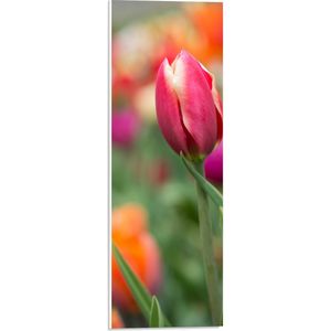 PVC Schuimplaat - Donker roze tulpen die nog aan het uitkomen zijn - Bloemen - 20x60 cm Foto op PVC Schuimplaat (Met Ophangsysteem)