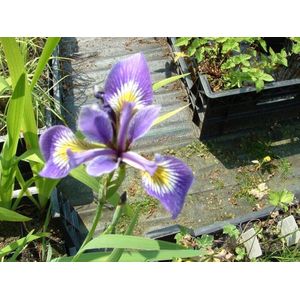 Amerikaanse blauwe lis (Iris versicolor) - Vijverplant - 3 losse planten - om zelf op te potten - Vijverplanten Webshop