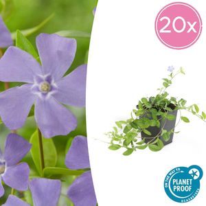 20 x Kleine maagdenpalm (Vinca minor), plat groeiende bodemdekker