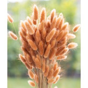 Droogbloemen - Lagurus Ovatus - Hazenstaart - Terracotta | 70cm | +- 100g | Perfect voor Boeketten, Decoratie, Doopsuiker, Huwelijk & Verjaardagen | Duurzaam en Stijlvol Bloemenarrangement