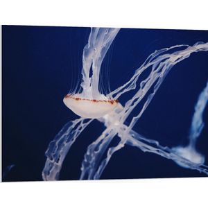 WallClassics - PVC Schuimplaat- Kwal in Donkere Oceaan - 100x75 cm Foto op PVC Schuimplaat