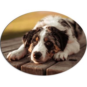 Dibond Ovaal - Liggende Zwart met Witte Hond op Houten Picknicktafel - 80x60 cm Foto op Ovaal (Met Ophangsysteem)