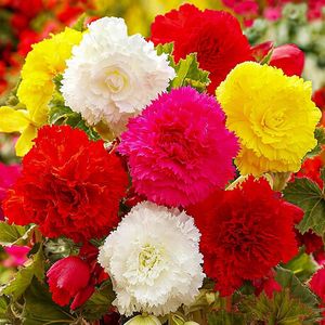 Dutch Bulbs Begonia - Bloembollen - 5 stuks - Wit, Rood & Oranje