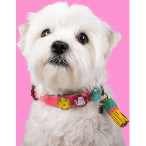 DWAM Dog with a Mission – Halsband Hond – Hondenhalsband – Roze – Leer – L – Halsomvang tussen 38-47 cm – Miami Spice