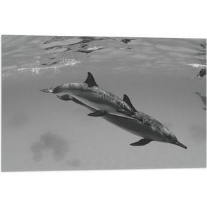 WallClassics - Vlag - Dolfijnen onder Water Zwart / Wit - 75x50 cm Foto op Polyester Vlag