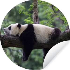 Behangcirkel - Wanddecoratie rond - Panda - Boom - Natuur - Dieren - Muurdecoratie - Behangsticker - Behang zelfklevend - ⌀ 140 cm - Rond behang - Zelfklevend behang