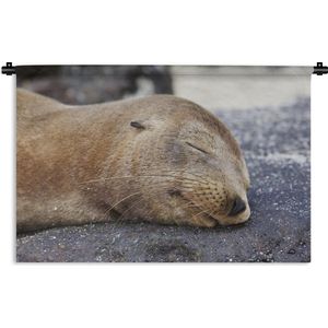 Wandkleed Zeedieren - Close-up van een slapende zeeleeuw Wandkleed katoen 180x120 cm - Wandtapijt met foto XXL / Groot formaat!