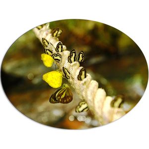 Dibond Ovaal - Dik Gedraaid Touw vol Zwart met Gele Vlinders - 96x72 cm Foto op Ovaal (Met Ophangsysteem)