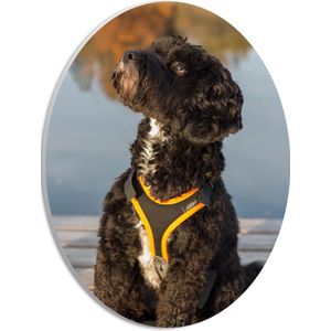 WallClassics - PVC Schuimplaat Ovaal - Zwarte hond met Gele Band op Steiger - 21x28 cm Foto op Ovaal (Met Ophangsysteem)