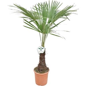 Trachycarpus Fortunei - Winterharde Palmboom - Aziatische Waaierpalmboom - Pot 27cm - Hoogte 150+cm - Buiten plant - Tuinplant - boom