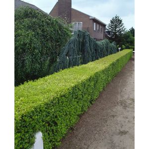 Plants Online - Tuinplanten - Heesters - Set van 1 - Ligustrum ovalifolium 'Aureum' - 5 liter pot - Plant 40-60 cm