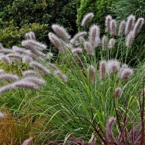 6 x Lampenpoetsersgras Moudry - Siergras met Pluim - Pennisetum alopecuroides 'Moudry' in 9x9cm pot met hoogte 5-10cm