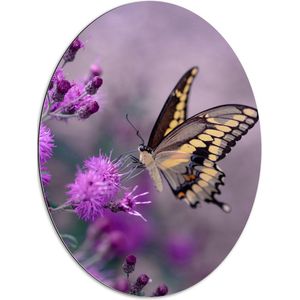 Dibond Ovaal - Vlinder op de Paarse Bloemen - 60x80 cm Foto op Ovaal (Met Ophangsysteem)
