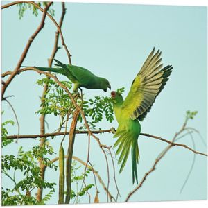 WallClassics - Vlag - Groene Papegaaien in Groenrijke Takken - 80x80 cm Foto op Polyester Vlag