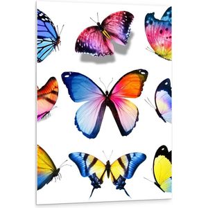 Forex - Kleurrijke Vlinders op Wit Blad - 80x120cm Foto op Forex