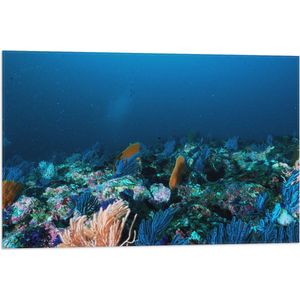 WallClassics - Vlag - Koraal onder Water - 75x50 cm Foto op Polyester Vlag