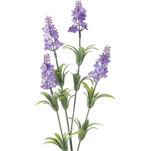 Steelbloem lavendel lila