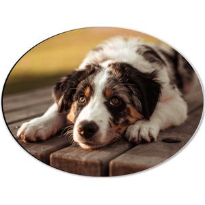 Dibond Ovaal - Liggende Zwart met Witte Hond op Houten Picknicktafel - 40x30 cm Foto op Ovaal (Met Ophangsysteem)