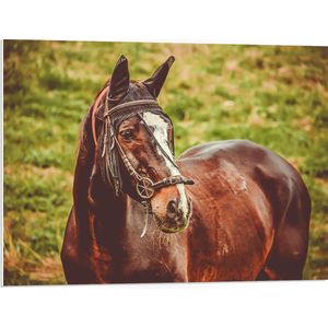 WallClassics - PVC Schuimplaat- Prachtig Paard met Witte Bles - 80x60 cm Foto op PVC Schuimplaat