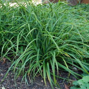 50 x Japanse Zegge Groen - Bodembedekker Siergras Wintergroen - Carex foliosissima Irish Green in 9x9cm pot met hoogte 5-10cm